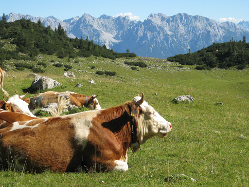 BerglustPur - Ferienwohnungen in Krün - Wallgau - Thumbnail