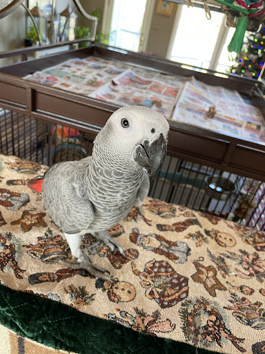 JC Aviary - Visual