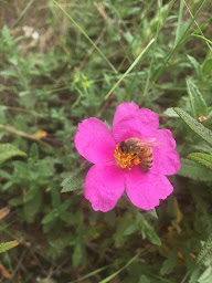 Photo n°9 de LE RUCHER DES ARTS à Lamalou-les-Bains (Magasin de produits de la ferme)