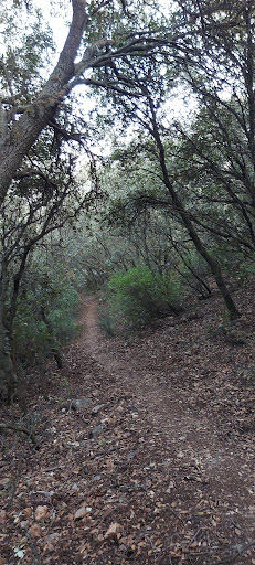 Bosque de Encinas - Thumbnail