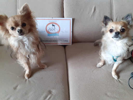 Hundeschule Spiering - Thumbnail