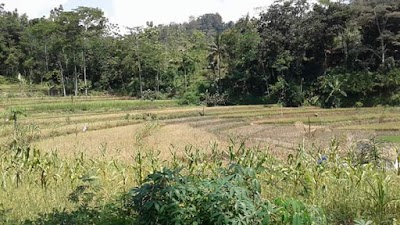 Photos of Kampung Paglaran Candi