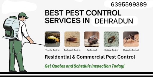 Termite treatment dehradun post image