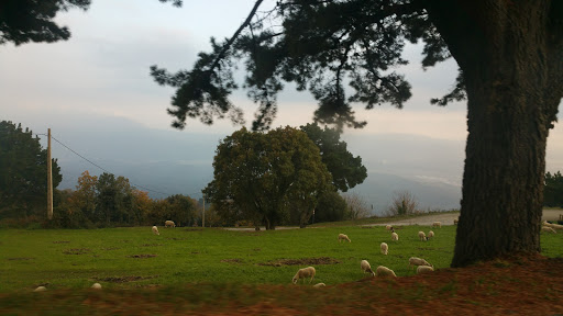 Campins Pàrquing