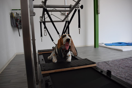 Hundephysiotherapie Scheriau - Thumbnail