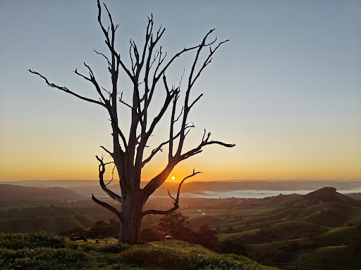 Hang's Tree - Visual
