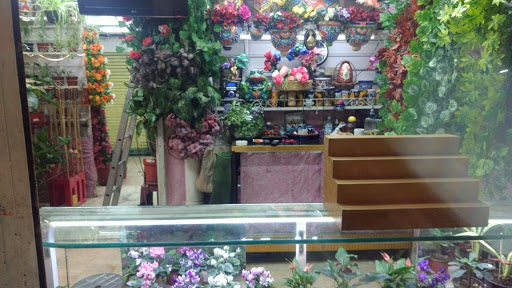 Flores y macetas Gallery - Mexico