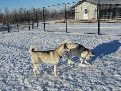 Photos of Hill Top Kennels