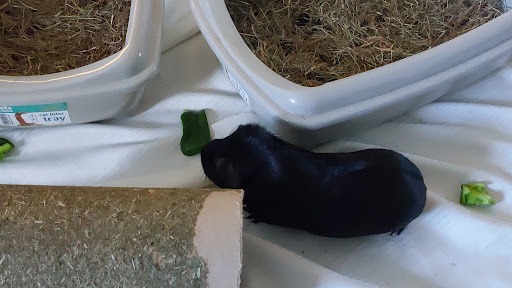 Glynneath Guinea Pig Rescue - Thumbnail