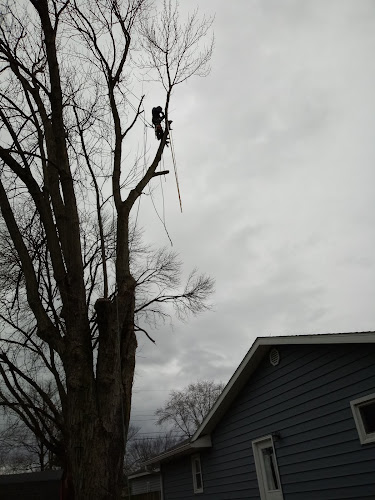 Cole's tree service