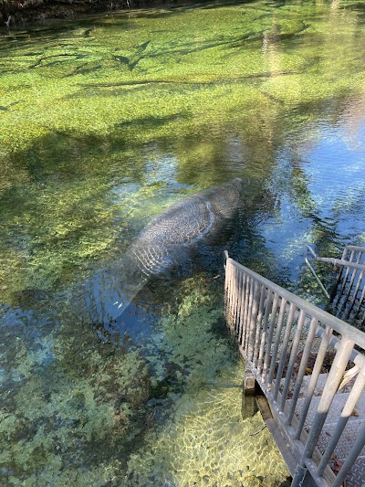 Blue spring state park