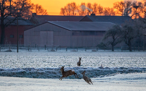Wildlife Beobachtung - Taube Elbe Penkefitz - Thumbnail