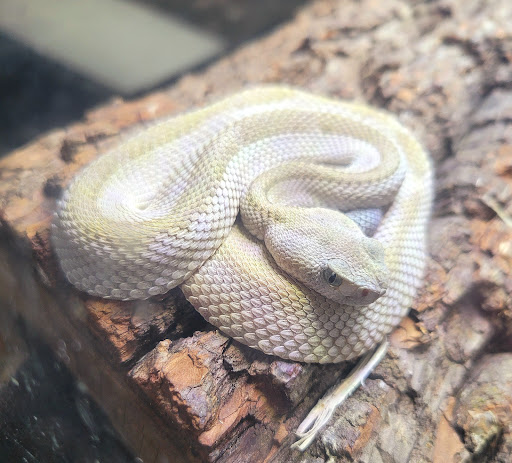 The Exotic Feed RVA - Thumbnail