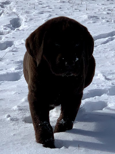 Kishholm Labradors