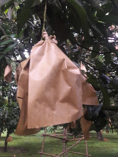 Photos of খান আম বাগান