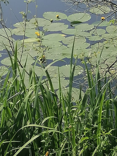 Lac de la dame blanche - Thumbnail