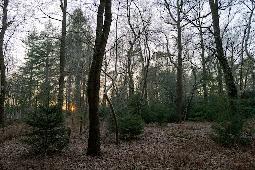 Maartensdijkse Bos - Utrechtslandschap - Netherlands