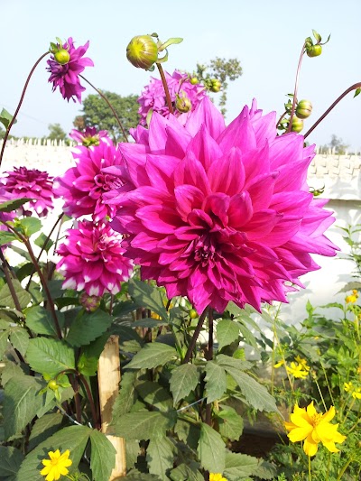 Photos of Radha Gobinda Mondir