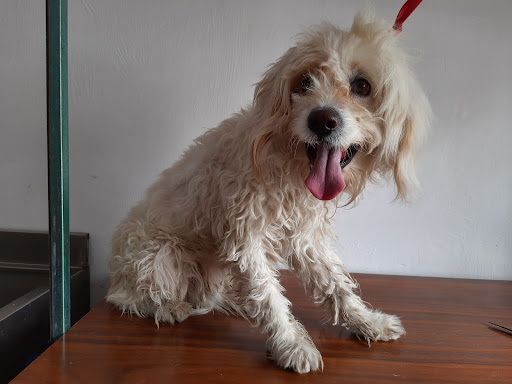 Clínica veterinaria "Como perros y gatos"