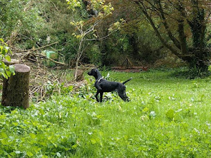 Photo n°21 de Le Marais de Saintonge - Pension & élevage à Tonnay-Charente (Promeneur de chien)