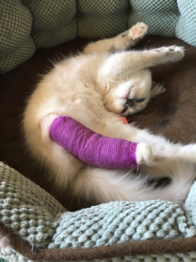 Cat Hospital of Petaluma - Thumbnail