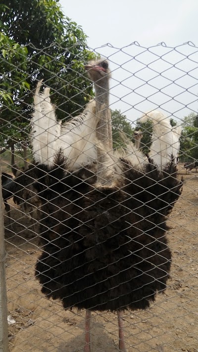 Photos of Ostrich Nepal Pvt. Ltd