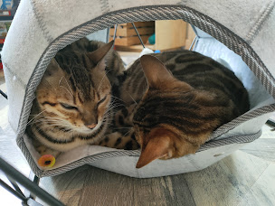 Photo n°8 de Bengal Wild Cat à Campsegret (Éleveur de chats)