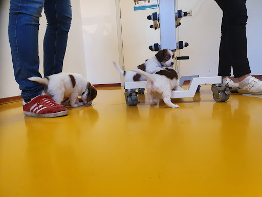 Dierenkliniek Delft-Zuid - Thumbnail