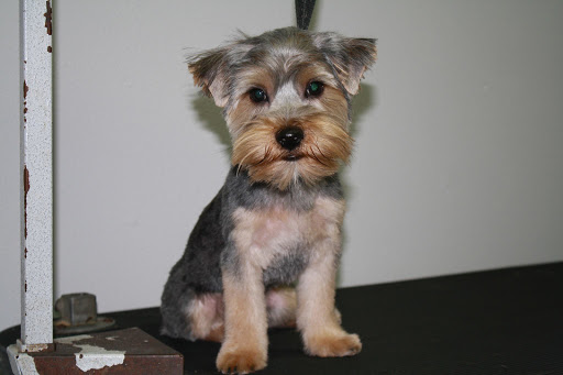 Pets Allowed Gallery - United States
