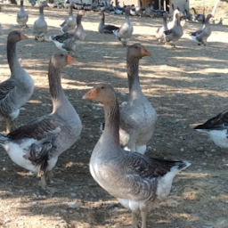 Photo n°3 de Aviconseil à Saint-Nicolas-de-la-Grave (Magasin d'alimentation animale)