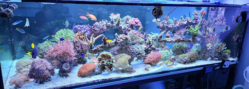 Corals World - Visual