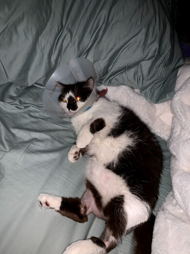 VCA California Veterinary Specialists-Ontario - Thumbnail