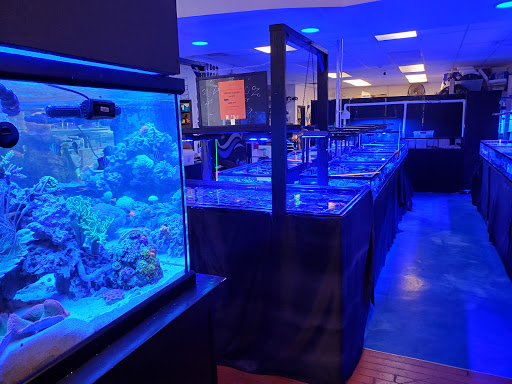Blue Line Coral - United States