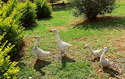 Photos of Lavender Hills