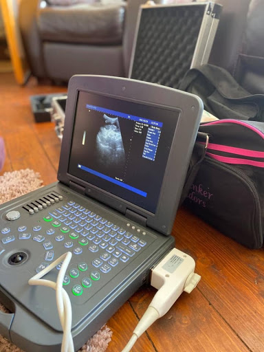 Animal Microchip Implantation and Pregnancy Ultrasound Scanning by Rachael - Thumbnail