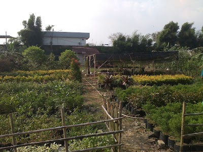 Photos of Araind - Nurseri Tanaman Hias Indonesia