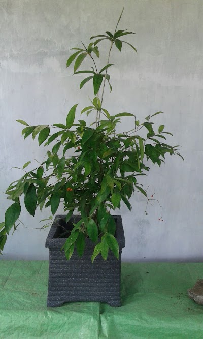 Photos of TRI DEKORASI KLIWONAN