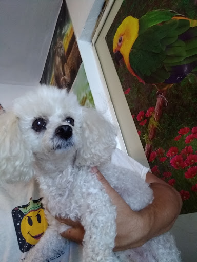 Lukas Shampoo . Spa. Estetica Canina