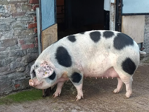 Grimsbury Community Farm - Thumbnail