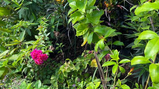 Vivero la Herradura - Thumbnail