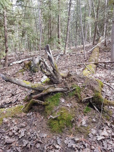 Pileated Woods Trail System - Thumbnail