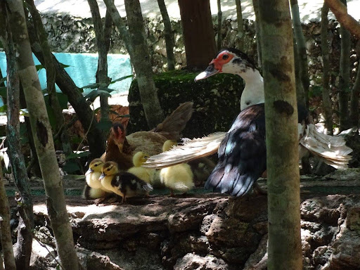 Camazotz Cohaven (en la UMA Finca San Luis) - Thumbnail