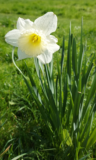 Allington Millennium Green - Thumbnail