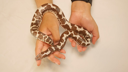 KC Exceptional Breeding - Visual