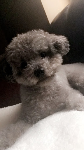 Poodle Palace - Thumbnail