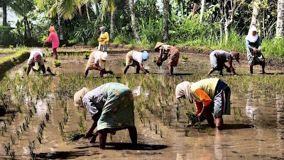 Photos of Les Rizi&egrave;res Lombok
