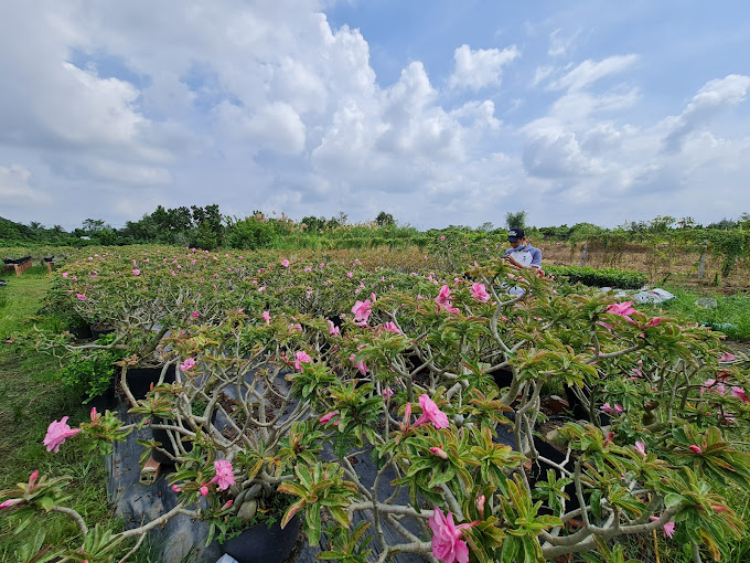 Vườn Sứ Khôi Nguyên(Chung), ĐT848, Tân Khánh Đông, Sa Đéc, Đồng Tháp