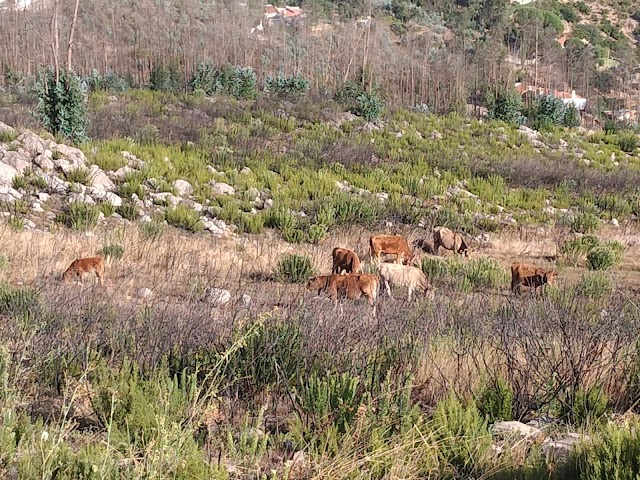 Miradouro da Fonte Santa