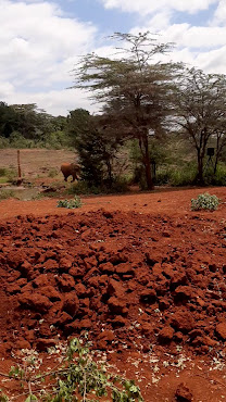 Sheldrick Elephant Orphanage by null