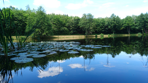 Hasselbach - Visual